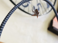 Micrathena macfarlanei