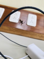 Micrathena macfarlanei