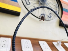 Micrathena macfarlanei