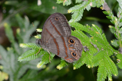 Cissia terrestris