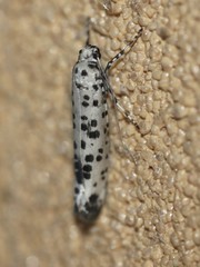 Yponomeuta pustulellus