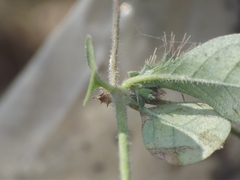 Blepharis maderaspatensis