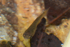 Anablepsoides hartii