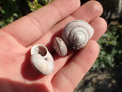 Helminthoglypta umbilicata