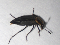 Oxelytrum discicolle