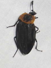 Oxelytrum discicolle