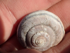 Helminthoglypta umbilicata