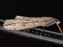 Evergestis angustalis