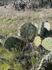 Opuntia × occidentalis