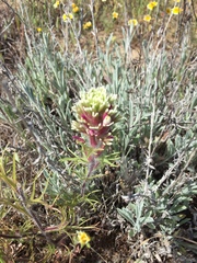 Castilleja exserta latifolia