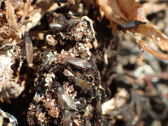 Coelopidae