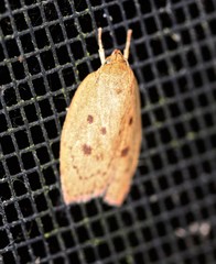 Prionocris protoxantha