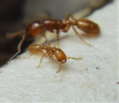 Neivamyrmex punctaticeps