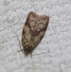 Oligoloba severa