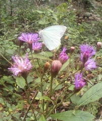 Vernonia greggii