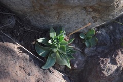 Echeveria platyphylla