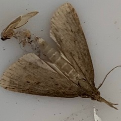Schoenobius gigantella