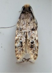 Homosetia marginimaculella