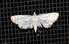 Parapoynx villidalis