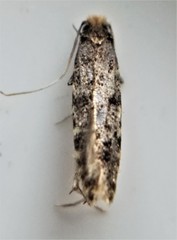 Homosetia marginimaculella