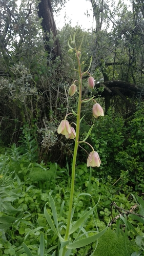Image of Fritillaria persica by no rights reserved