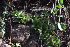 Echeveria platyphylla