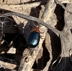 Plagiodera arizonae