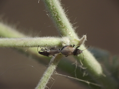 Oxycarenidae