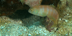 Xyrichtys splendens