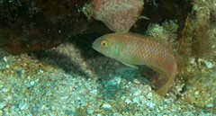 Xyrichtys splendens