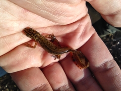 Lissotriton vulgaris meridionalis