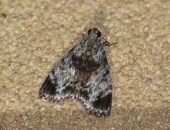 Salma cinerascens