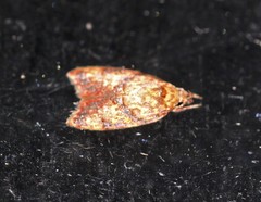 Lophopepla igniferella