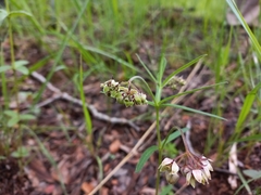 Asclepias palustris