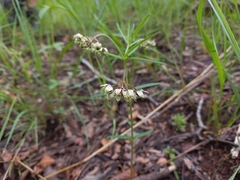 Asclepias palustris
