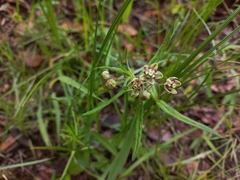 Asclepias palustris