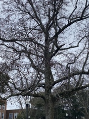 Liquidambar styraciflua