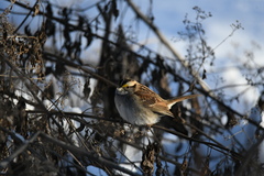 Zonotrichia albicollis