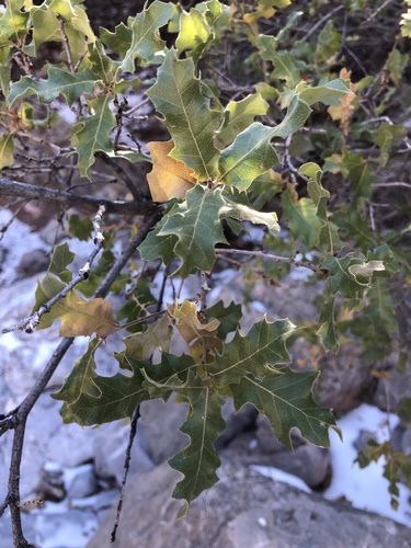 Pungent Oak