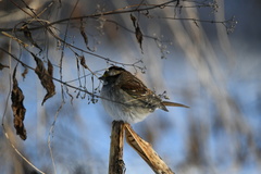 Zonotrichia albicollis