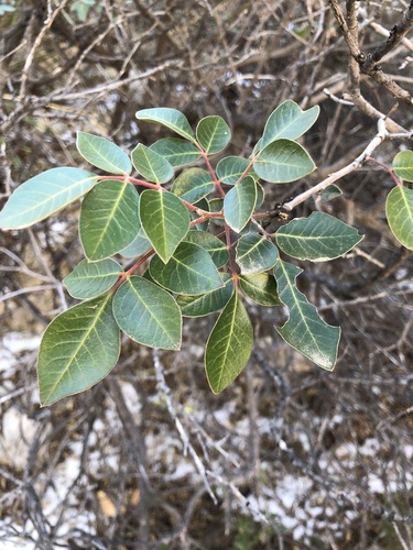 evergreen sumac