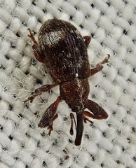 Anthonomus bituberculatus