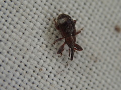 Anthonomus bituberculatus