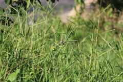 Sporophila minuta