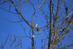 Melanerpes carolinus