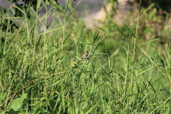 Sporophila minuta