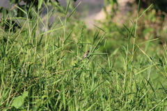 Sporophila minuta