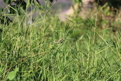 Sporophila minuta