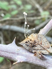 Mycena smithiana