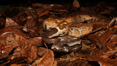 Python brongersmai